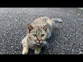 野良猫は嬉しいのか膝に乗ってきた