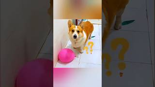 “This Dog Traded Bottles… Then Brought a Girlfriend?! 😂🐶” #funnydogs #smartdog @Pillupedia