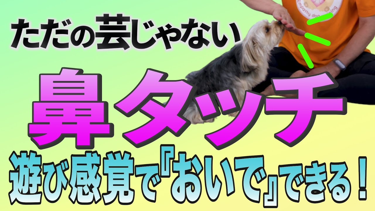 How to train your dog while having fun - YouTube