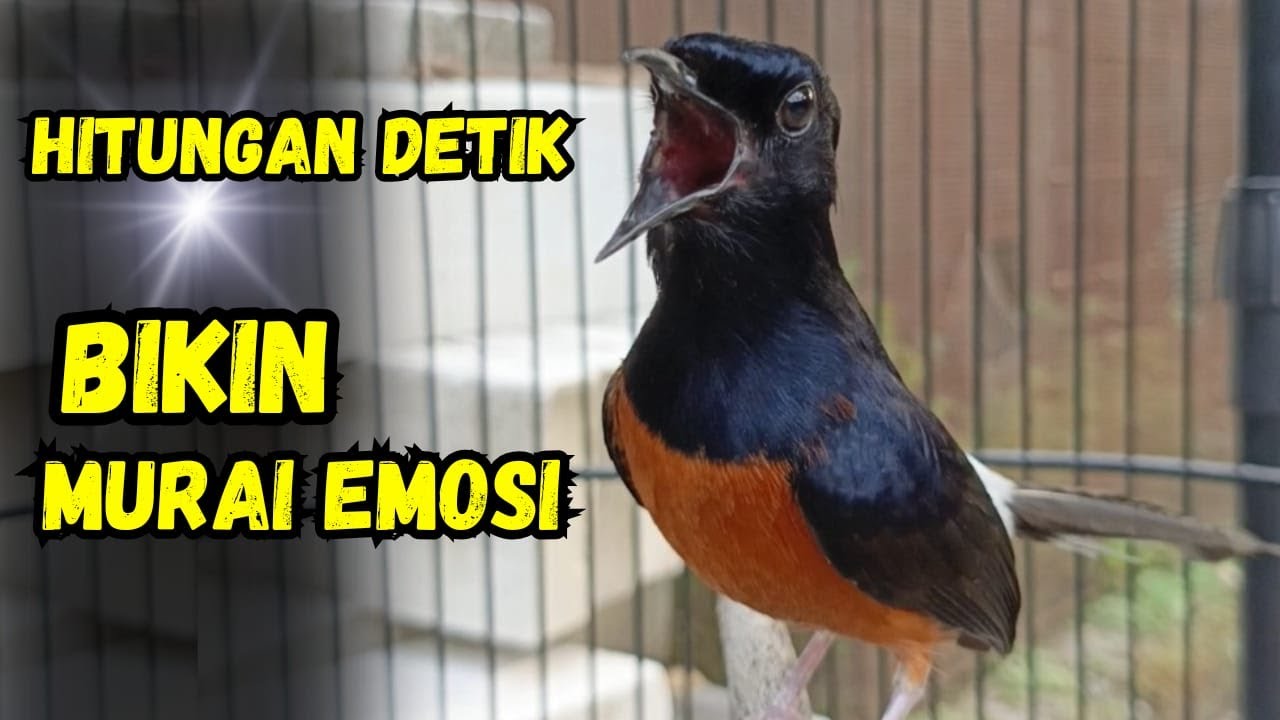 PANCINGAN murai batu gacor AMPUH MENJADIKAN murai batu agar cepat bunyi NYAUT