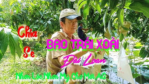 khi nào bao trái xoài Đài Loan#115(Bo Su Vlog)