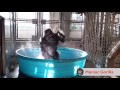 Горилла танцует в бассейне под музыку