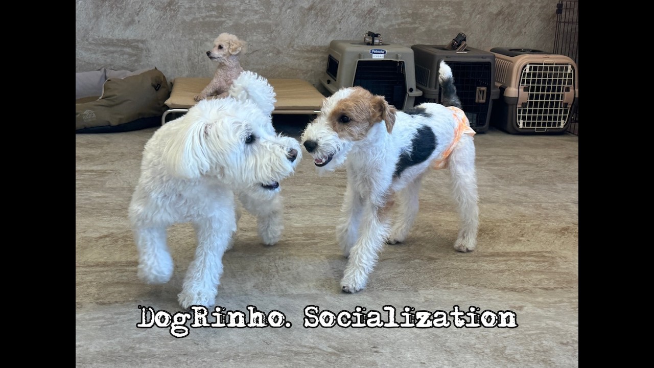 Dog daycare in Japan DogRinho 犬の保育園 20260518 - YouTube
