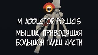 Мышца, приводящая большой палец кисти (m. adductor pollicis) 3D Анатомия