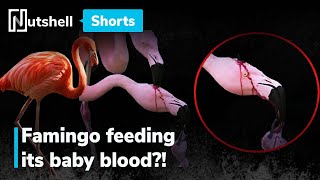 Is the flamingo feeding its baby blood? | #shorts | Nutshell screenshot 1