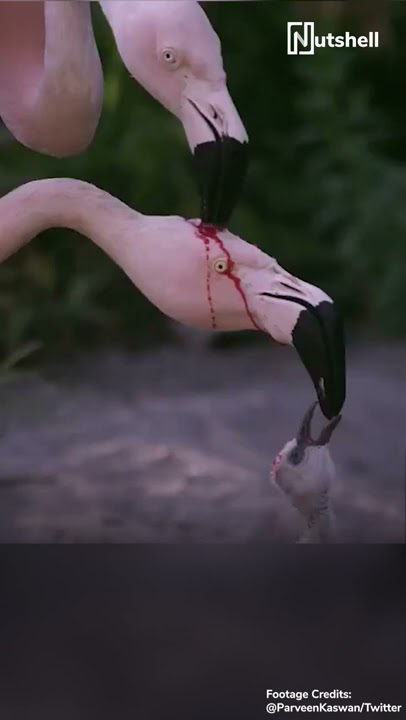 Is the flamingo feeding its baby blood? | #shorts | Nutshell