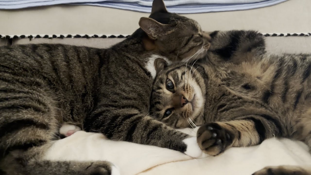 おだやかな空気が一変・・・#cat #キジシロ #猫 #ねこ #キジトラ #多頭飼い