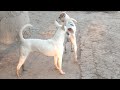 Village dogs mating first time