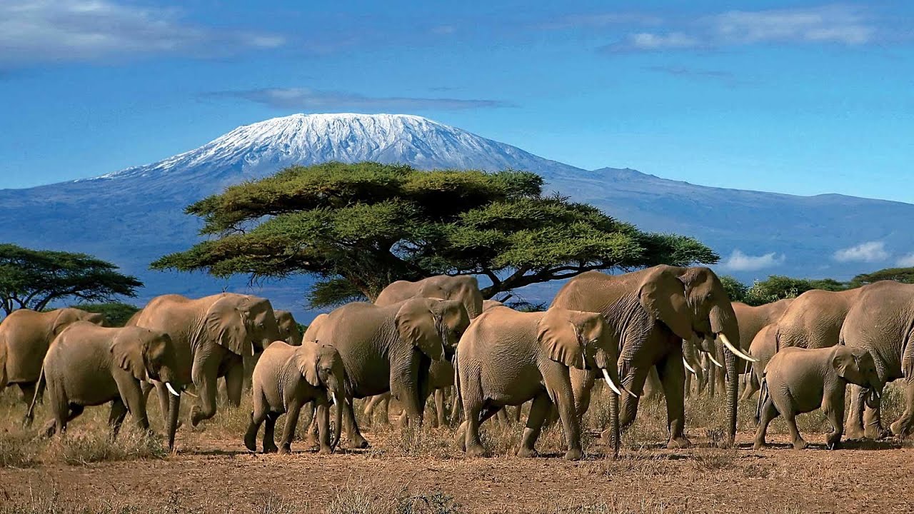 big 5 tansania safari