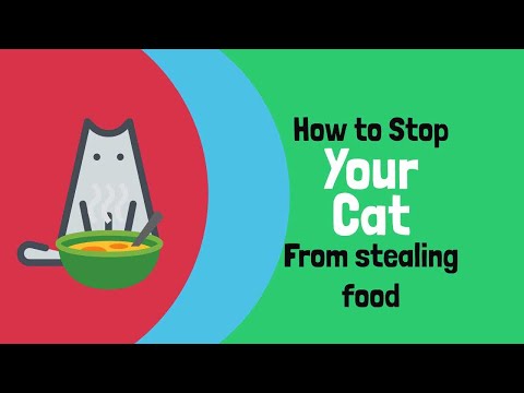 A veterinarian explains how to stop your cat from stealing food