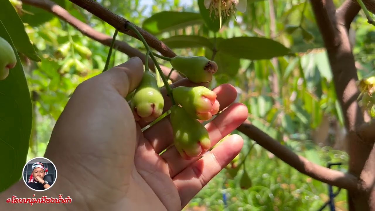 ชมพู่ทับทิมจันทร์ดกๆ ทำอย่างไรให้ลูกโตหวานกรอบ
