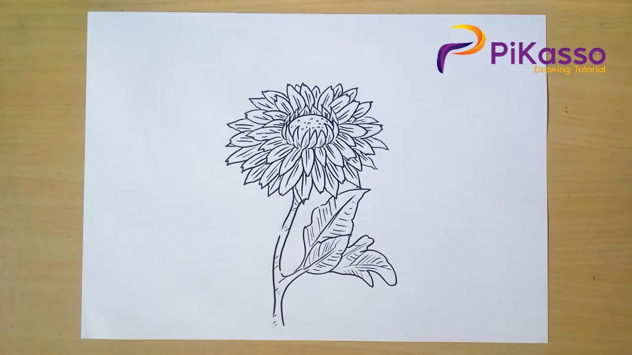 How to Draw Autumn Chrysanthemum step by step