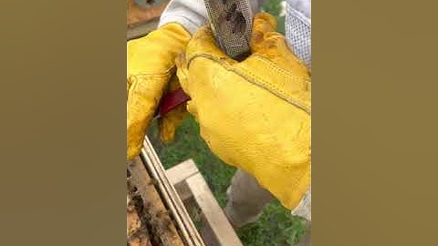 Adding Your New Queen To A Hive