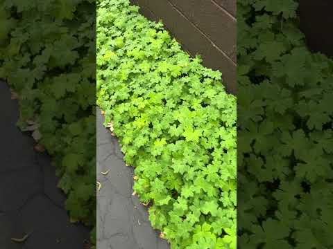 'Old Country' groundcover
