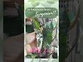 Part 2 : je bouture mon syngonium Albo variegata #plantlover #plants #syngonium #bouture #plant