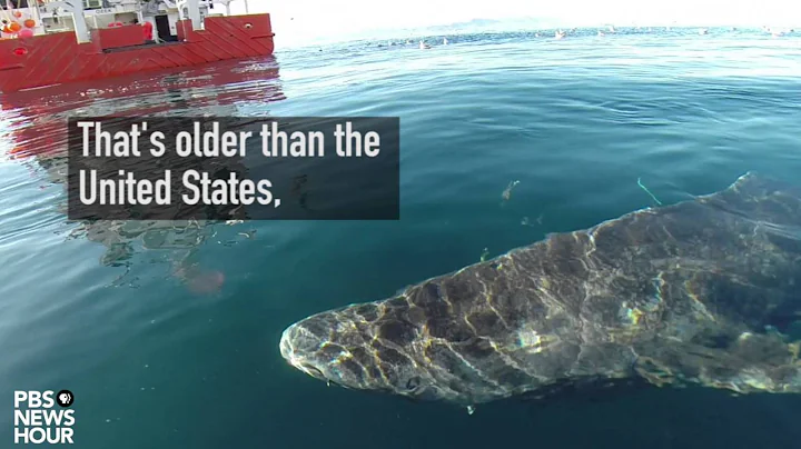 Greenland Sharks: Longest-living Known Vertebrate