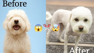 My Dog Shikoβs Grooming Disaster ππββοΈ | Will she Ever Forgive Meπ₯²