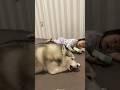 ゴシゴシ綺麗にしたい妹分と拒むシベリアンハスキー #shorts