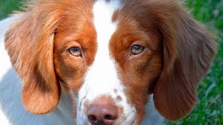 Preserving the Legacy of the Brittany Dog Breed by Brittany Dog USA 55 views 13 days ago 4 minutes, 49 seconds