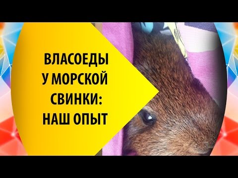 Как мы боролись с власоедами у морских свинок