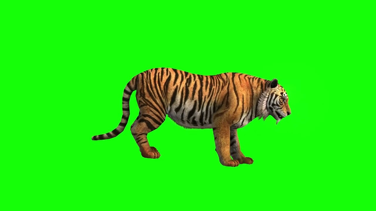 free green screen, animals, tiger, chroma key, 3d animation, 4K, hd