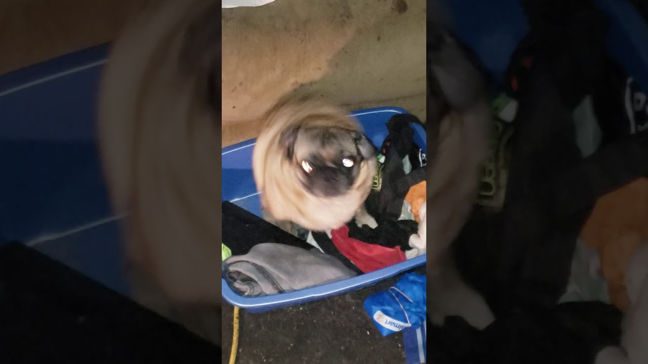 pug dancing to music