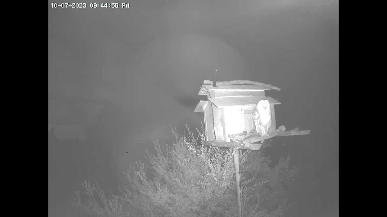 Male Barn Owl Back on the Perch.  Owl Box OSC - 10/7/23 - 9:45 pm