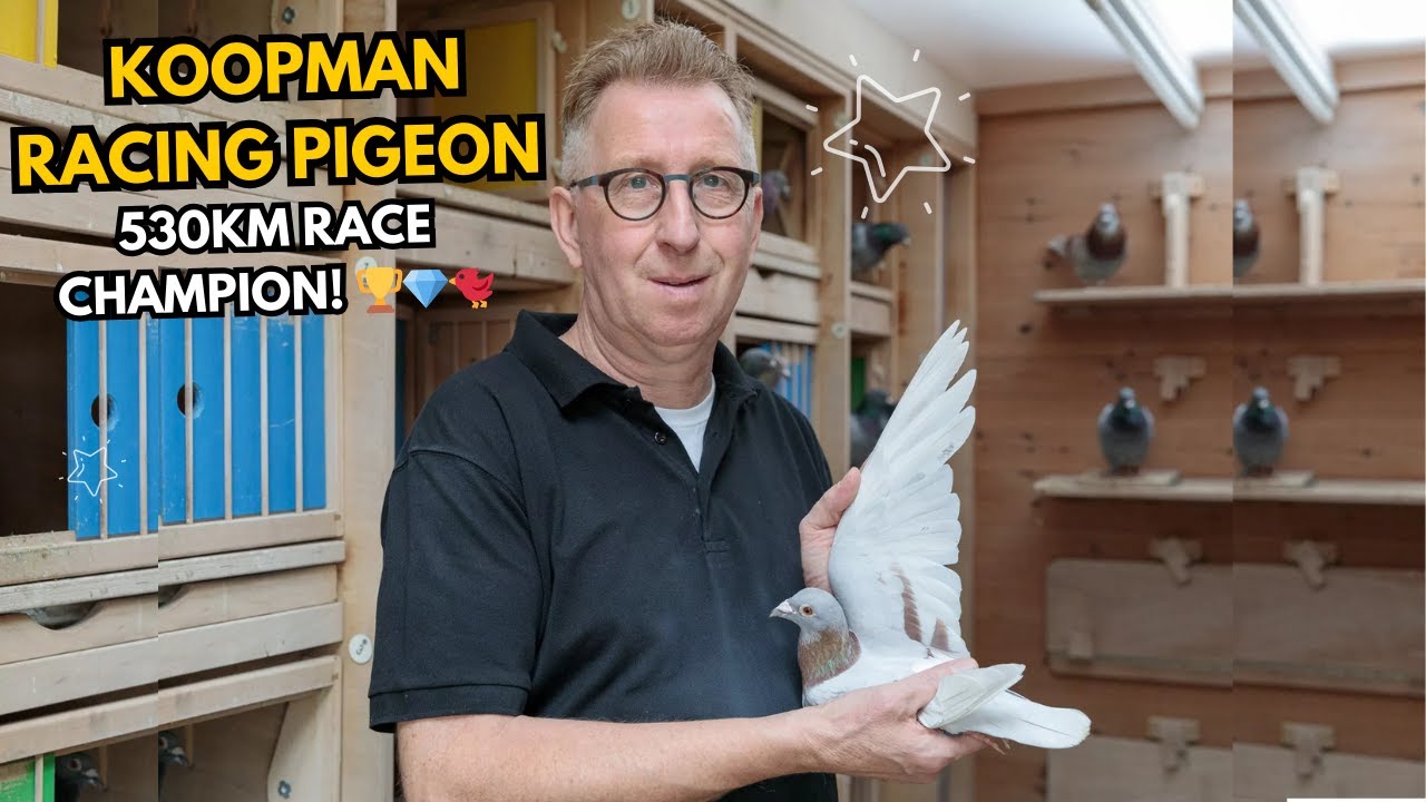 Koopman Racing Pigeons Wins Pattaya Grand Prix 2025: 530km Race Champion! 🏆