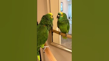 Hilarious Parrot Starts an Argument With Himself in the Mirror 😂