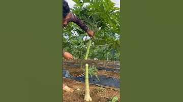 Papaya grafting lessons #farming #agriculture