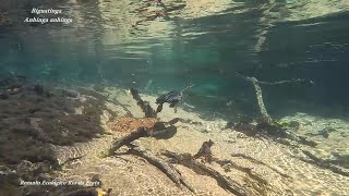 BIGUATINGA pescando (ANHINGA ANHINGA), PERU-D&#39;ÁGUA, BIGUÁ-BIOLOR, MERGULHÃO-SERPENTE, CARARÁ.