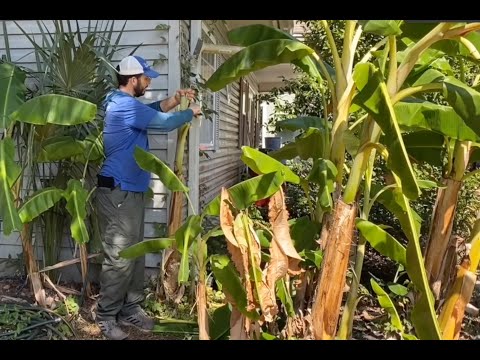 Video: Bananmedžių priežiūra – informacija apie bananmedžių auginimą