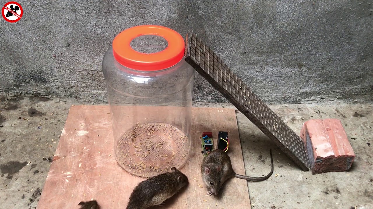 camera iphone 8 plus apk The best video I've ever seen #2 | Top 10 piège à souris électrique