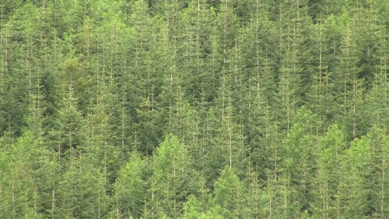 Reforestation Monoculture. Лесопосадки, монокультура (666sp)