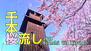 2018☆満開の千本桜☆ロードバイクで桜流し