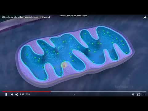 Ćelijske organele: mitohondrije