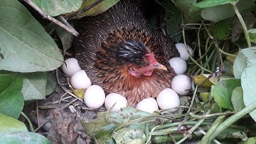 A successful experiment in hatching chicken eggs to Jungle