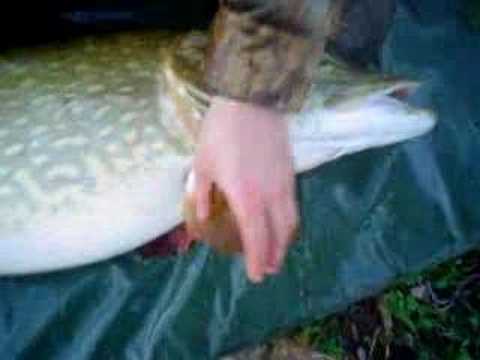 Pike Fishing - 33lb 2oz River Kennet Record