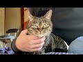 実家で一人暮らしをする猫（ミコ）はお留守番中に何してる？1日をペット（見守り）カメラで撮影