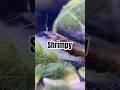 Shrimp in the hillstream tank #shrimp