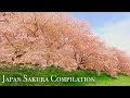 Japan Cherry Blossoms Compilation