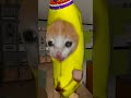 Bananacat's Birthday #gmod 😸🍌