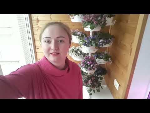 Ампельные и кустовые