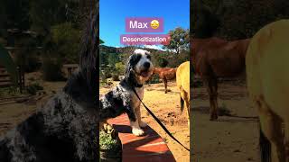 Our pups are hard at work today ❤️ #canyonviewranch #doggydaycare #training #dogtraining #dogtrainer