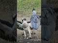 ミサゴ vs アオサギ