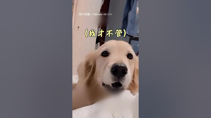 【打小報告XD】阿金活潑狂叫不想停 「跟你爸爸講」秒石化｜黃金獵犬｜狗狗｜搞笑｜寵物｜互動
