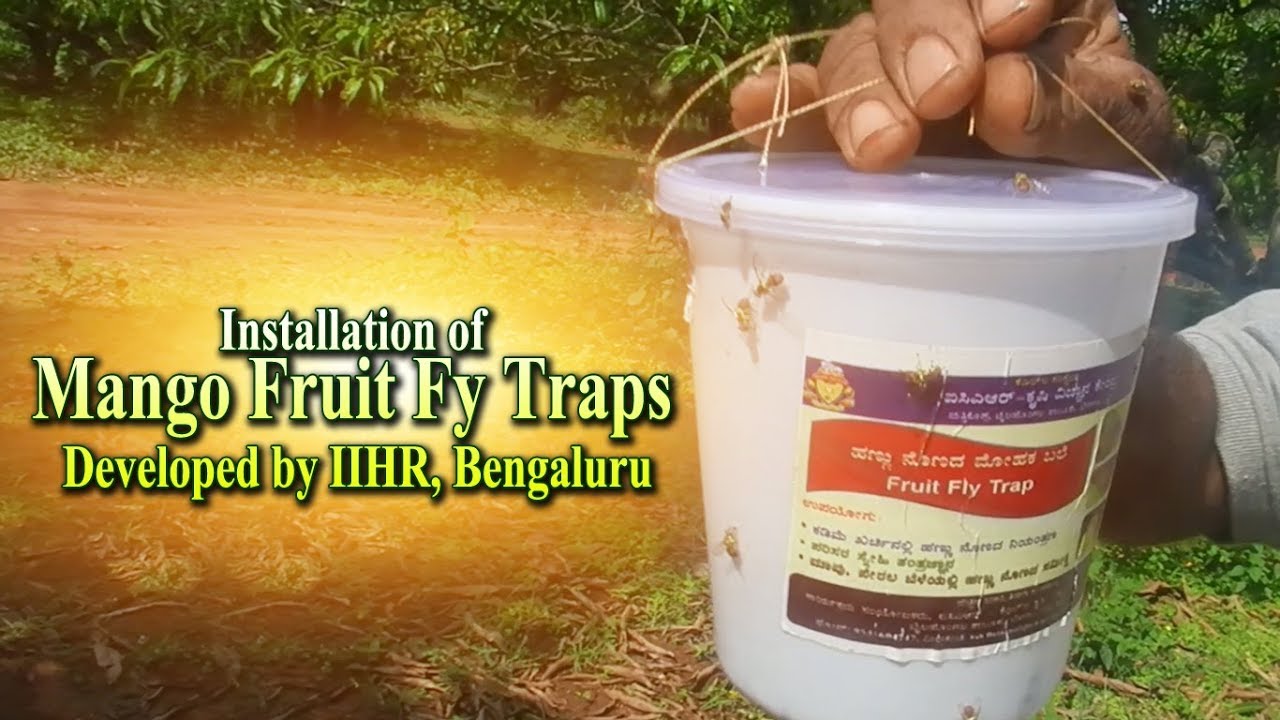 Installation of Mango Fruit fly traps Developed by IIHR, Bengaluru