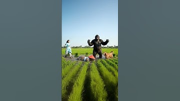 capybara và kinhkong phá nát lúa hàng xóm | LIKE SNACKS@ | ẩm thực trên cây chuối #food  #fruit