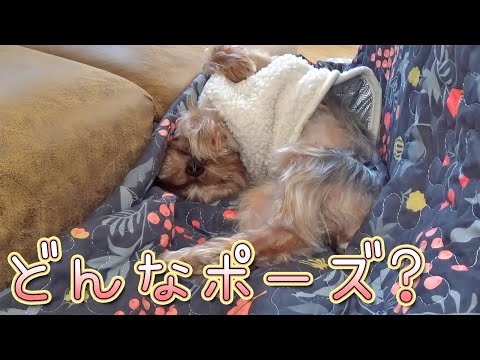 【ヨークシャテリア】そのポーズで落ち着くの?【Yorkshire Terrier】