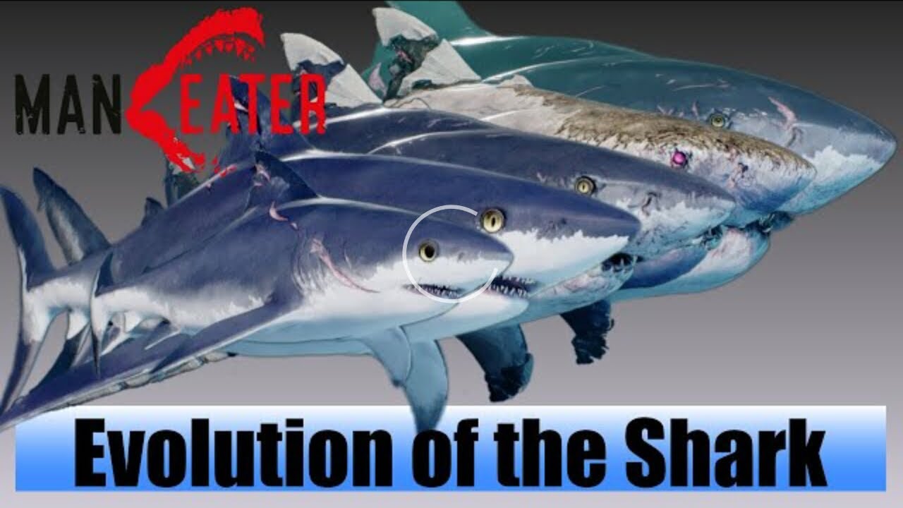 Maneater Evolution of All Shark Sizes YouTube
